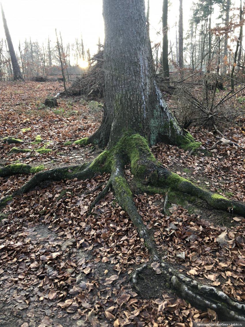 Корни (ч.1) — Красивая природа и цветы: фото пейзажей