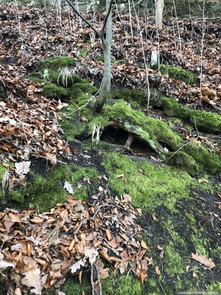 Корни (ч.1) — Красивая природа и цветы: фото пейзажей