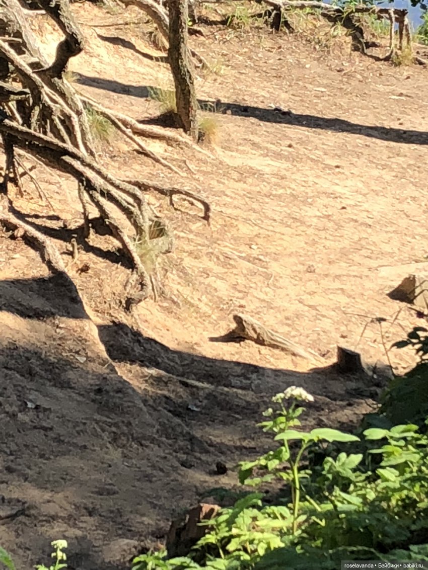 Корни (ч.1) — Красивая природа и цветы: фото пейзажей (фото 3)