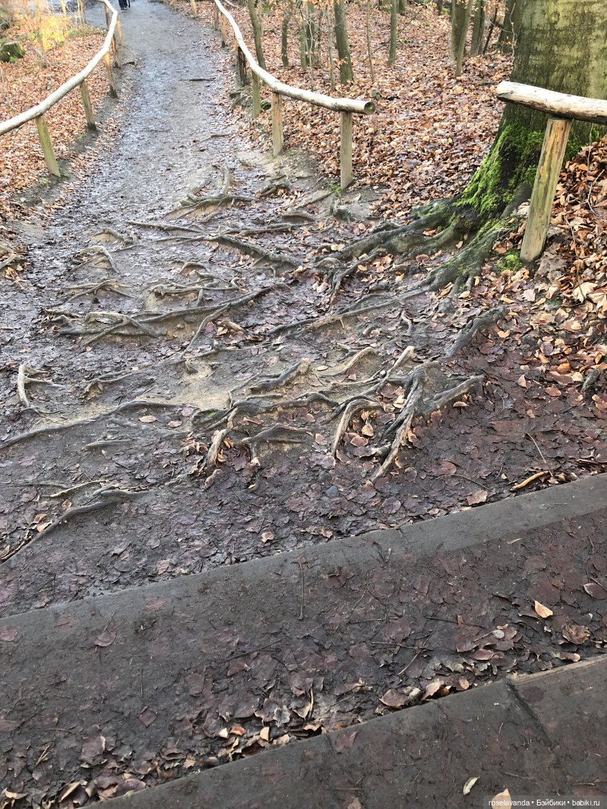 Корни (ч.1) — Красивая природа и цветы: фото пейзажей