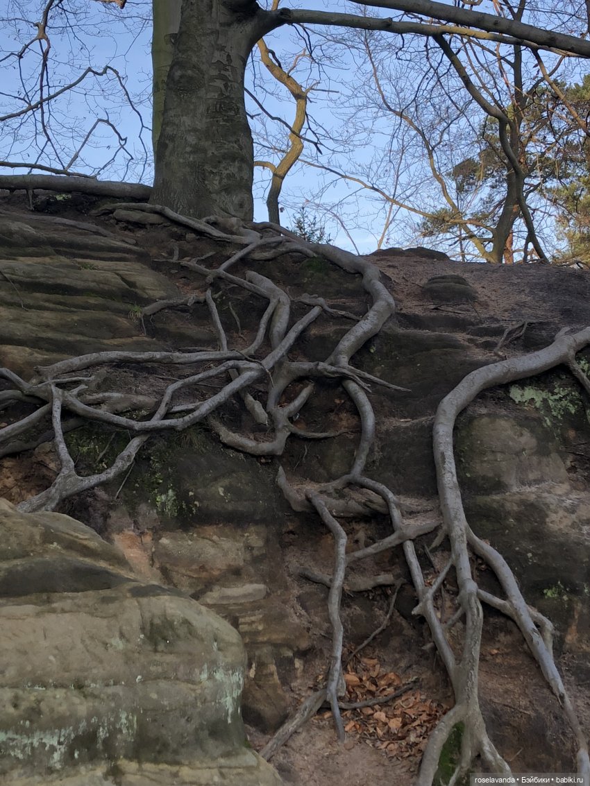 Корни (ч.1) — Красивая природа и цветы: фото пейзажей (фото 10)