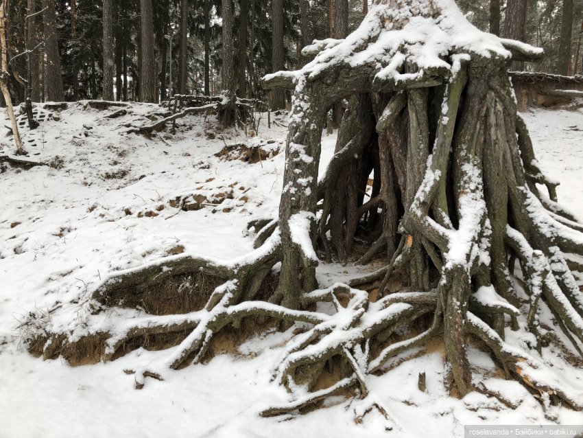 Корни (ч.1) — Красивая природа и цветы: фото пейзажей