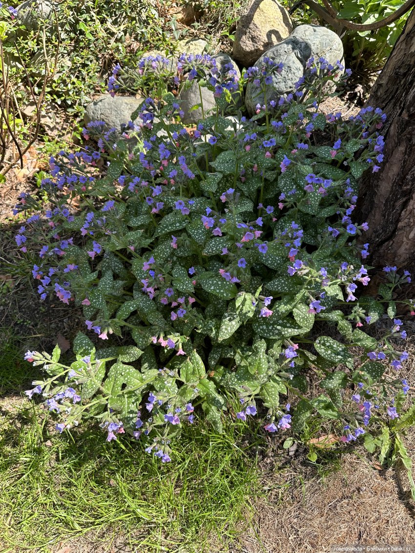 Куклы Ruby Red (Руби Ред) Fashion Friends: Siblies (фото 4)