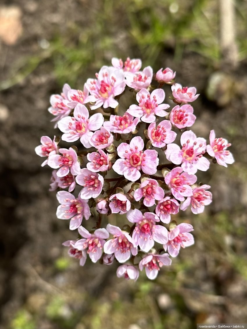 Куклы Ruby Red (Руби Ред) Fashion Friends: Siblies (фото 6)