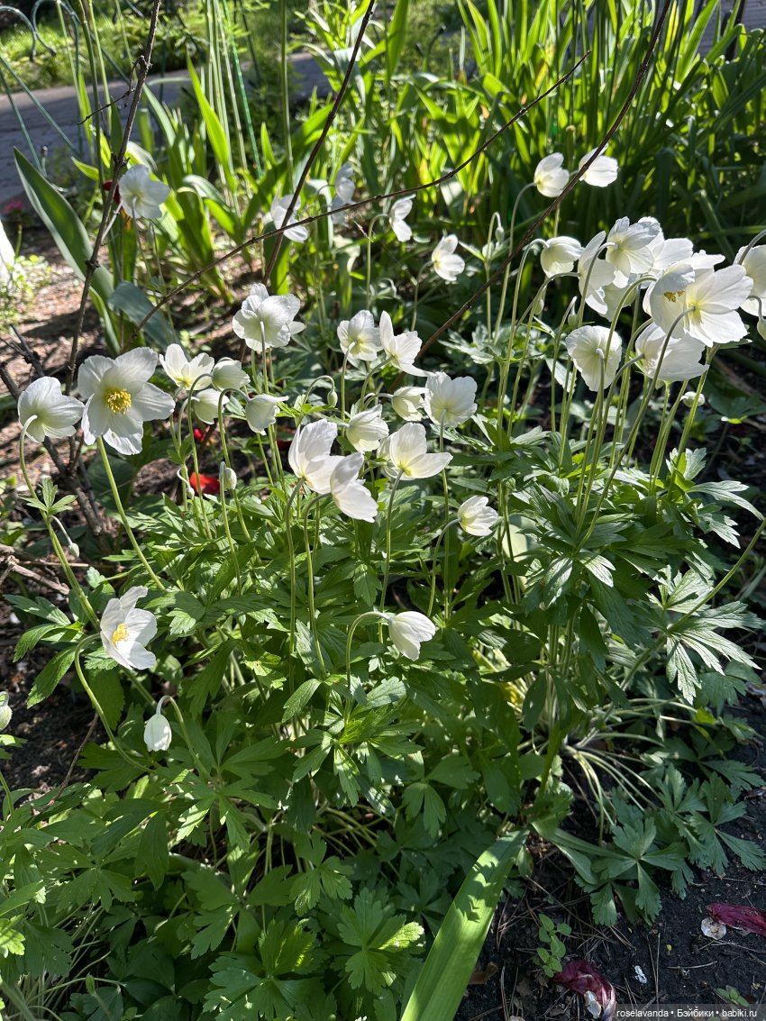 Подруги | Бэйбики Подруги — Куклы Ruby Red (Руби Ред) Fashion Friends: Siblies