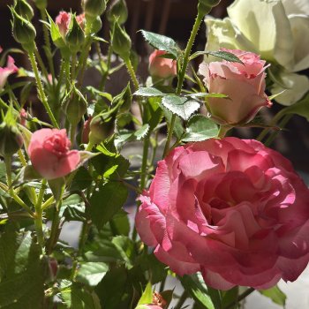 Цветочные Плюшки