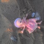 Кто живет в моей сумке