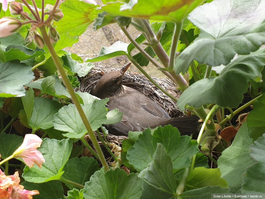 Пасхальный зайчик Avril Ruby Red Fashion Friends | Бэйбики Пасхальный зайчик Avril Ruby Red Fashion Friends (фото 4)