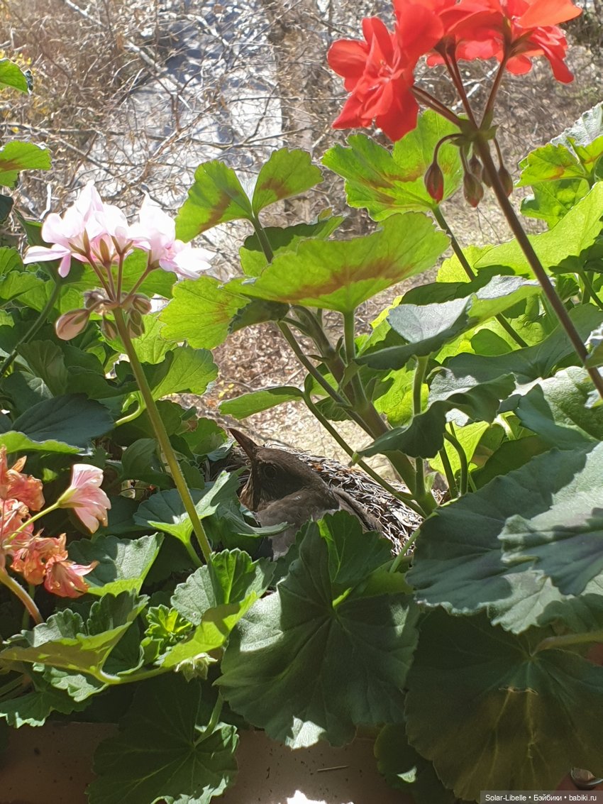 Пасхальный зайчик Avril Ruby Red Fashion Friends | Бэйбики Пасхальный зайчик Avril Ruby Red Fashion Friends