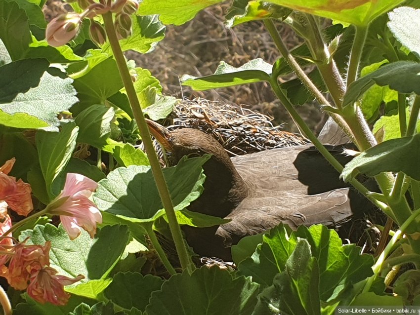 Пасхальный зайчик Avril Ruby Red Fashion Friends | Бэйбики Пасхальный зайчик Avril Ruby Red Fashion Friends (фото 2)