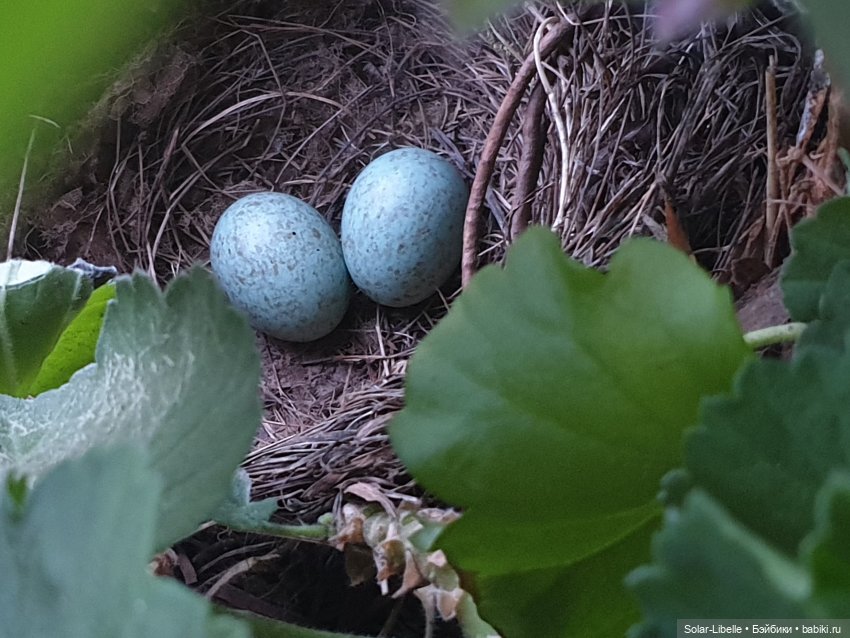 Пасхальный зайчик Avril Ruby Red Fashion Friends (фото 6)