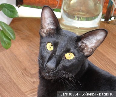 Любимый кот