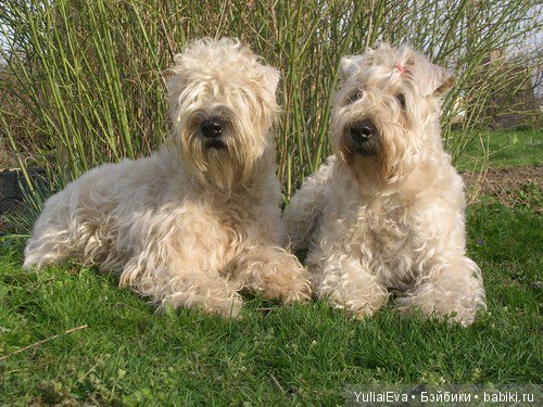 О пшеничных терьерах — В мире животных: смешные фото питомцев и зверей (фото 2)