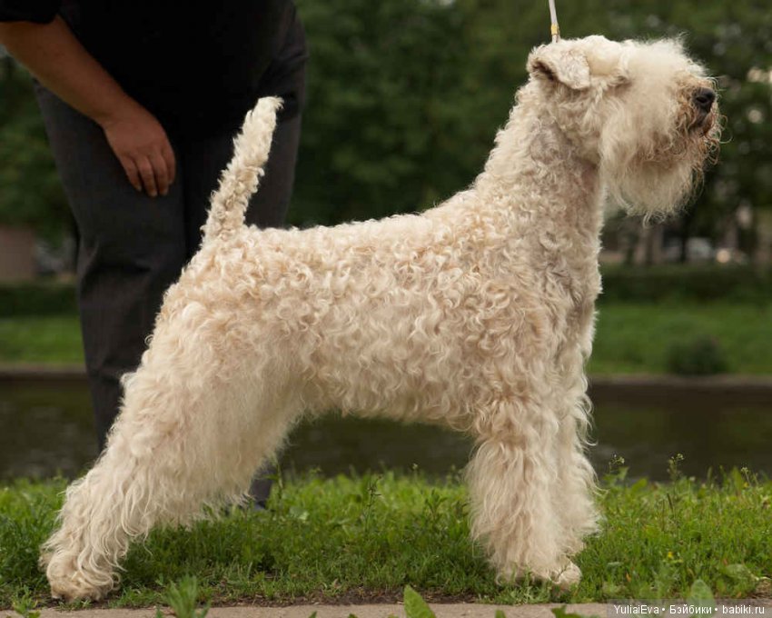 О пшеничных терьерах — В мире животных: смешные фото питомцев и зверей (фото 7)