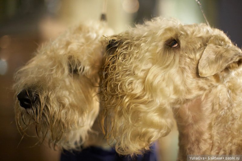 О пшеничных терьерах — В мире животных: смешные фото питомцев и зверей (фото 6)