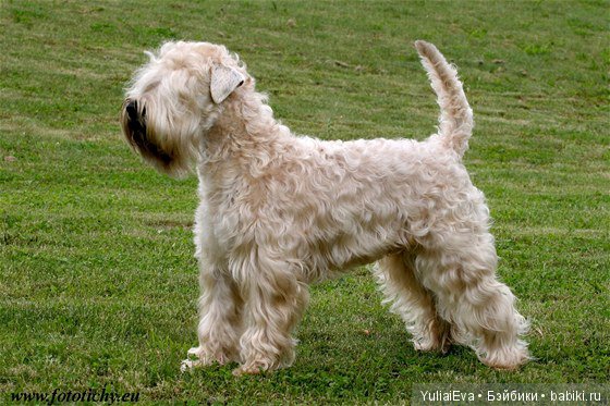 О пшеничных терьерах — В мире животных: смешные фото питомцев и зверей (фото 3)