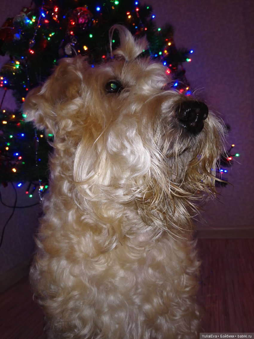 О пшеничных терьерах — В мире животных: смешные фото питомцев и зверей (фото 9)