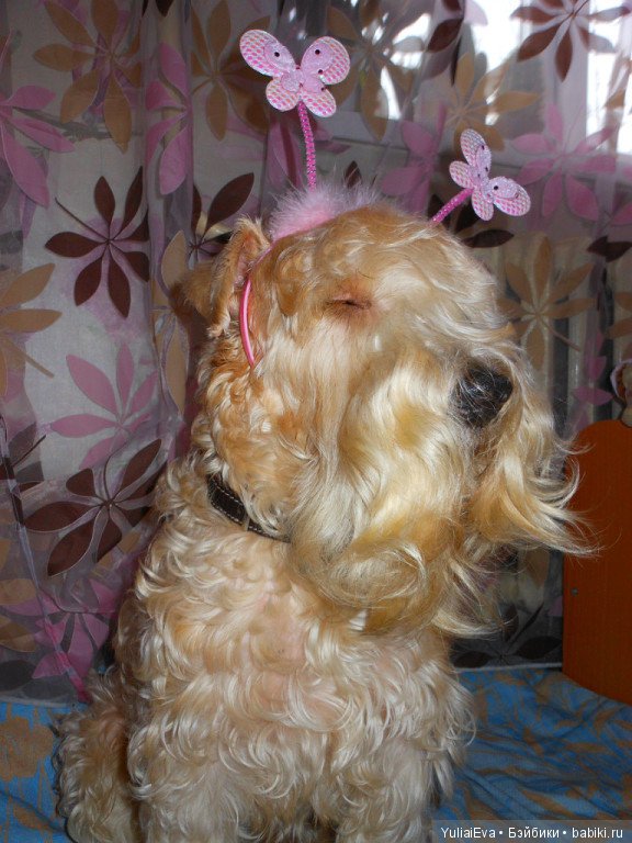 О пшеничных терьерах — В мире животных: смешные фото питомцев и зверей (фото 8)