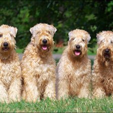 О пшеничных терьерах