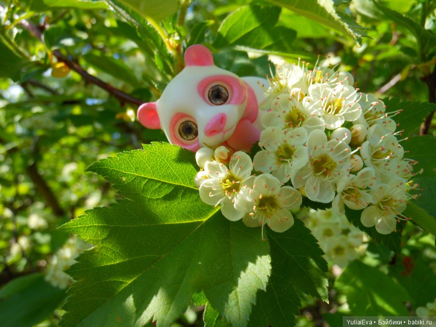 Медведи всех стран, объединяйтесь