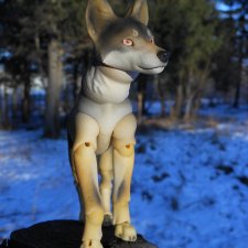 Самый красивый волк