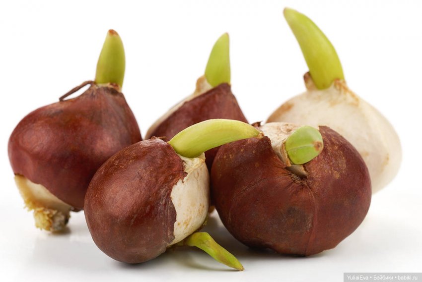 Весна среди зимы — Куклы Nines d'Onil (Нинес): Миа (Mia)