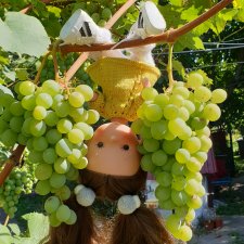 Мисс Мими собирает урожай