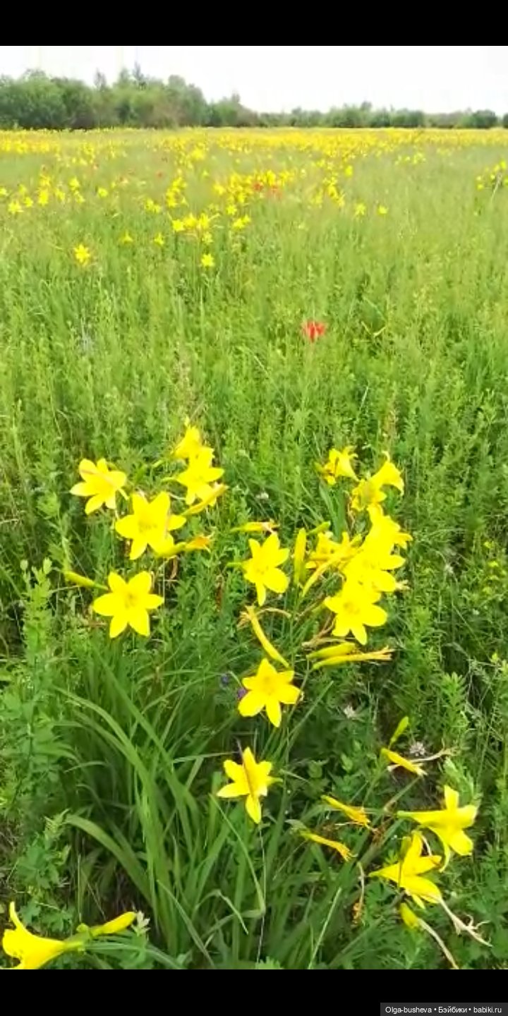 С днем рождения! Наши якутские лилии-саранки для Вас!