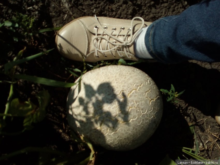 Во саду ли в огороде. Или что у нас выросло) (фото 5)