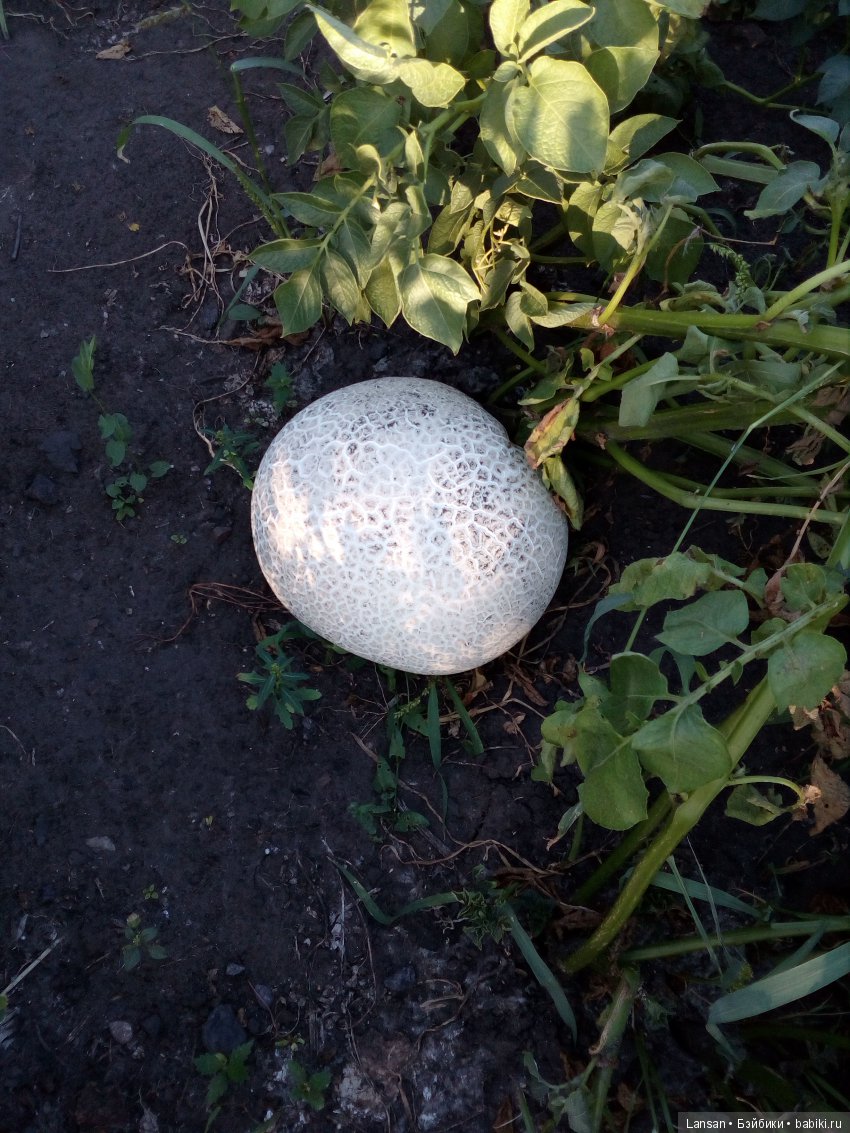 Во саду ли в огороде. Или что у нас выросло)