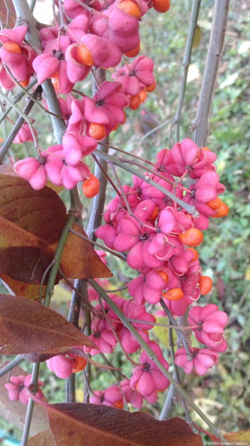 Коллекция Madeline Eden. Часть 3. Хлоя