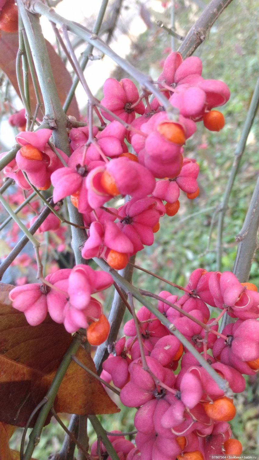 Коллекция Madeline Eden. Часть 3. Хлоя (фото 3)