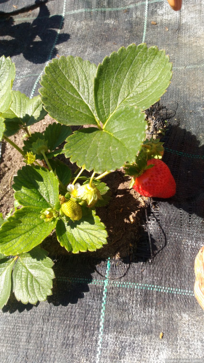 Наряд для Sasha doll. Дачный