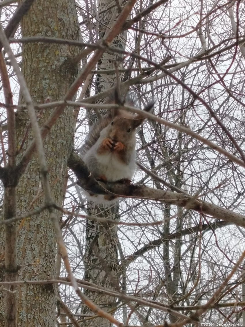 Мечты должны сбываться — Куклы Zwergnase (Цвергназе/Цверги): фото