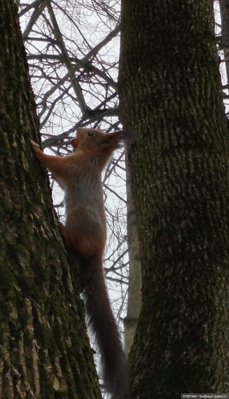 Мечты должны сбываться — Куклы Zwergnase (Цвергназе/Цверги): фото