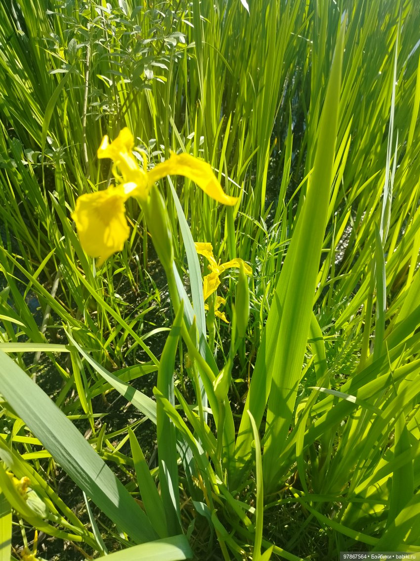 Пеппи-по-Цверговски — Куклы Zwergnase (Цвергназе/Цверги): фото