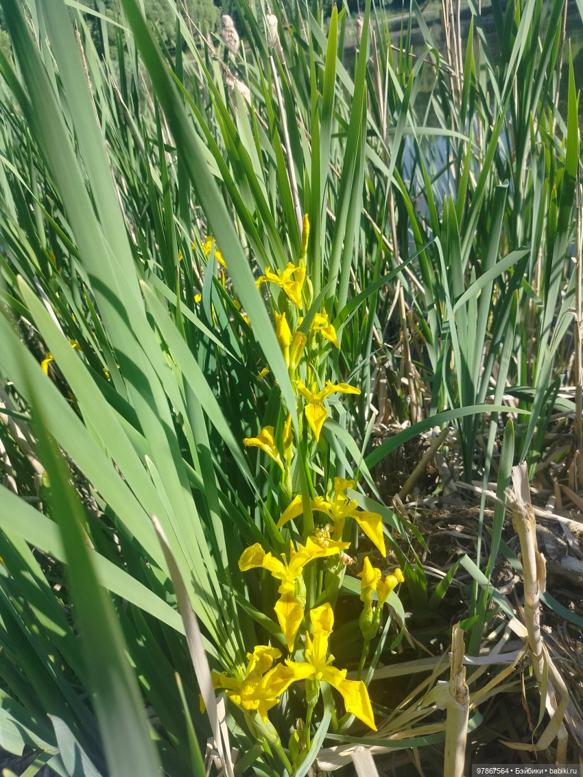 Пеппи-по-Цверговски — Куклы Zwergnase (Цвергназе/Цверги): фото