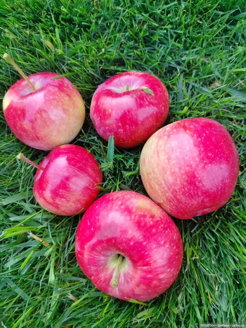 Малу на даче или урожай яблок