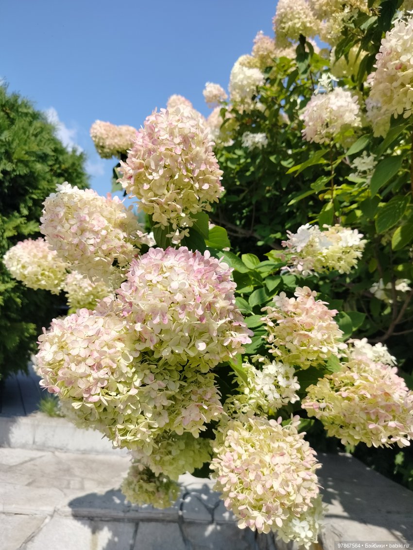 Ох уж, эти пуговки — Куклы Zwergnase (Цвергназе/Цверги): фото (фото 8)