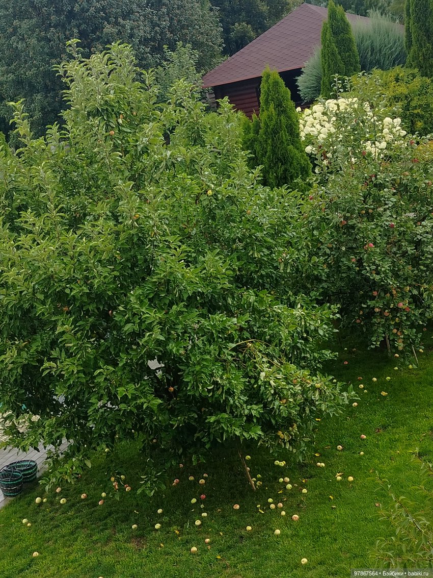 Малу на даче или урожай яблок (фото 5)