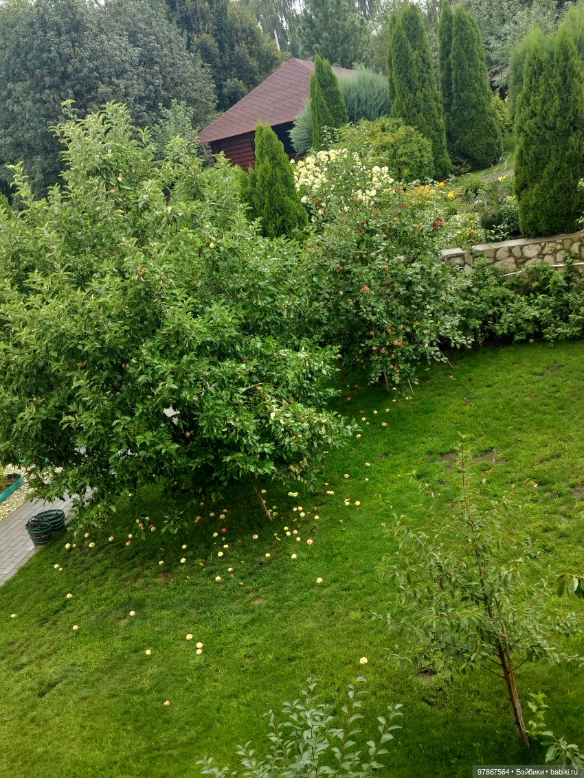 Малу на даче или урожай яблок (фото 4)