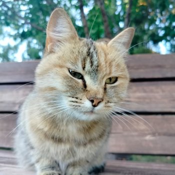 Прошу помощи в покупке куколки в Питере