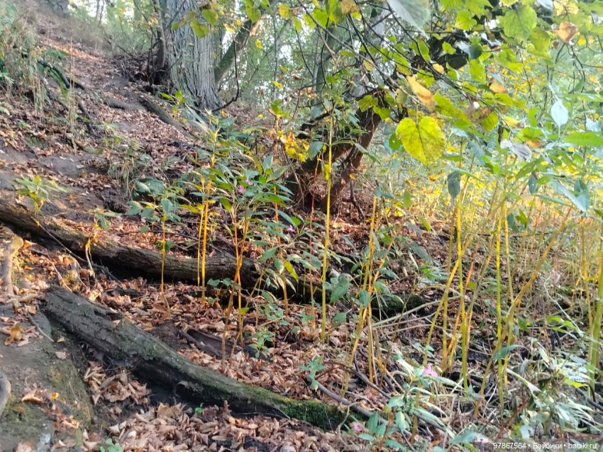 Как у Малу появился брат — Куклы Zwergnase (Цвергназе/Цверги): фото