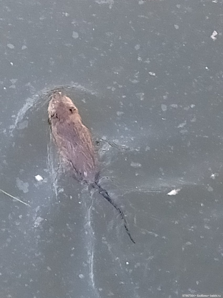 Как у Малу появился брат — Куклы Zwergnase (Цвергназе/Цверги): фото