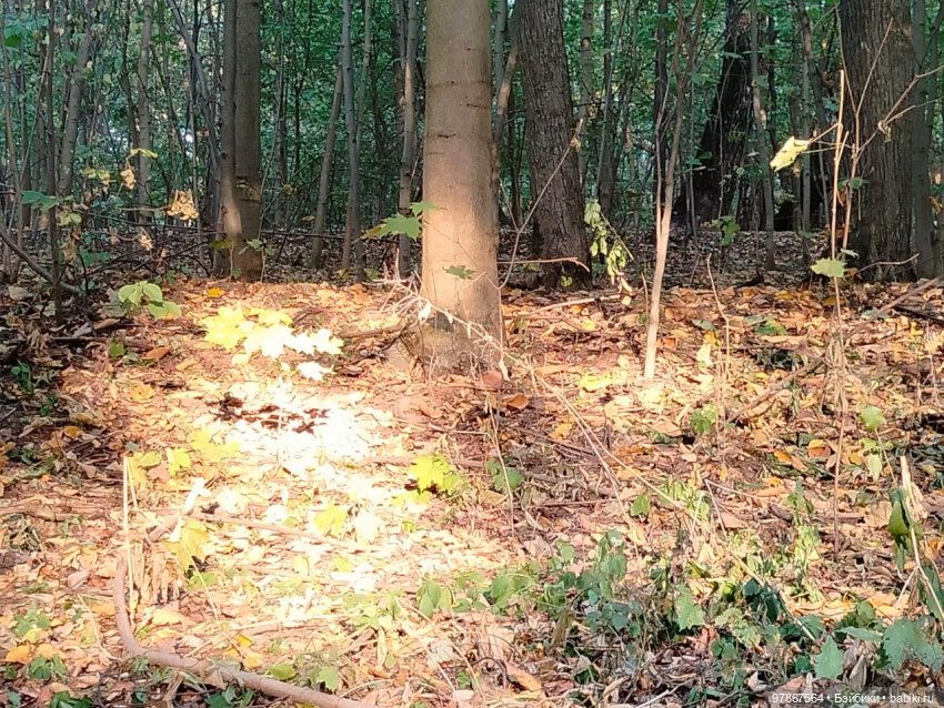 Как у Малу появился брат — Куклы Zwergnase (Цвергназе/Цверги): фото (фото 5)