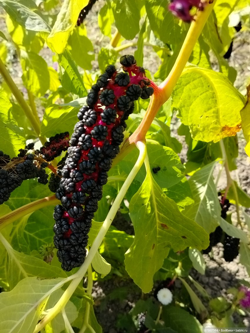 День тыквы — Куклы Zwergnase (Цвергназе/Цверги): фото