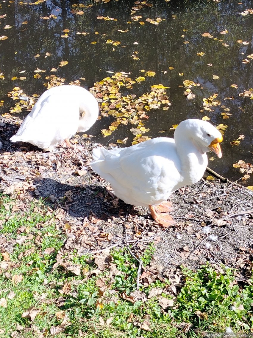 День тыквы — Куклы Zwergnase (Цвергназе/Цверги): фото