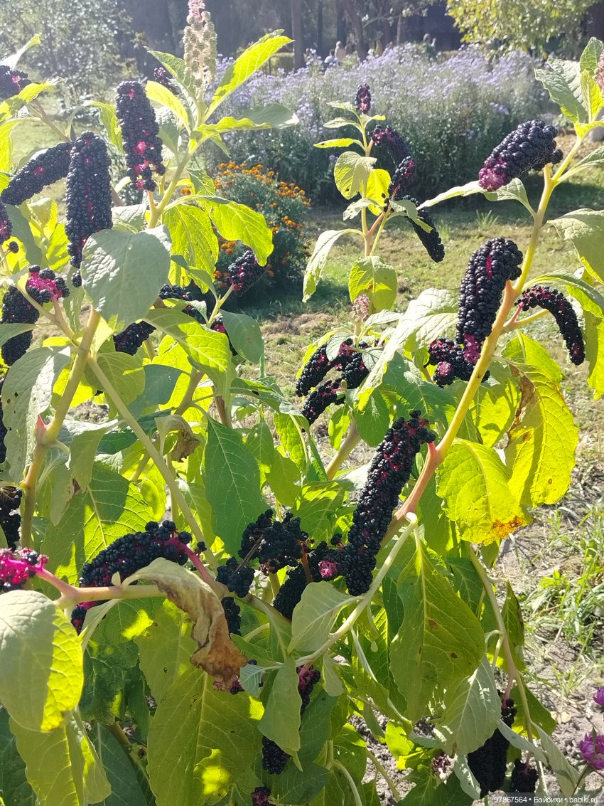 День тыквы — Куклы Zwergnase (Цвергназе/Цверги): фото