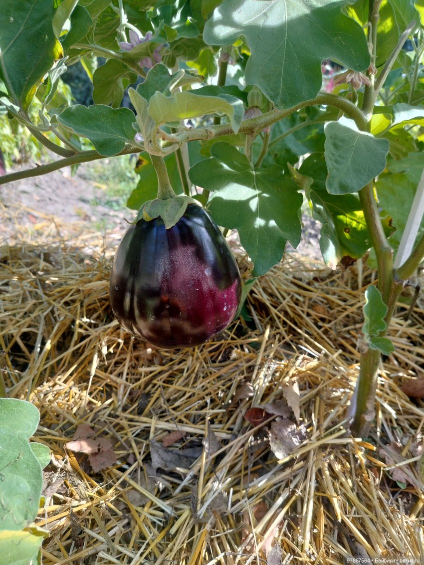 День тыквы — Куклы Zwergnase (Цвергназе/Цверги): фото (фото 9)