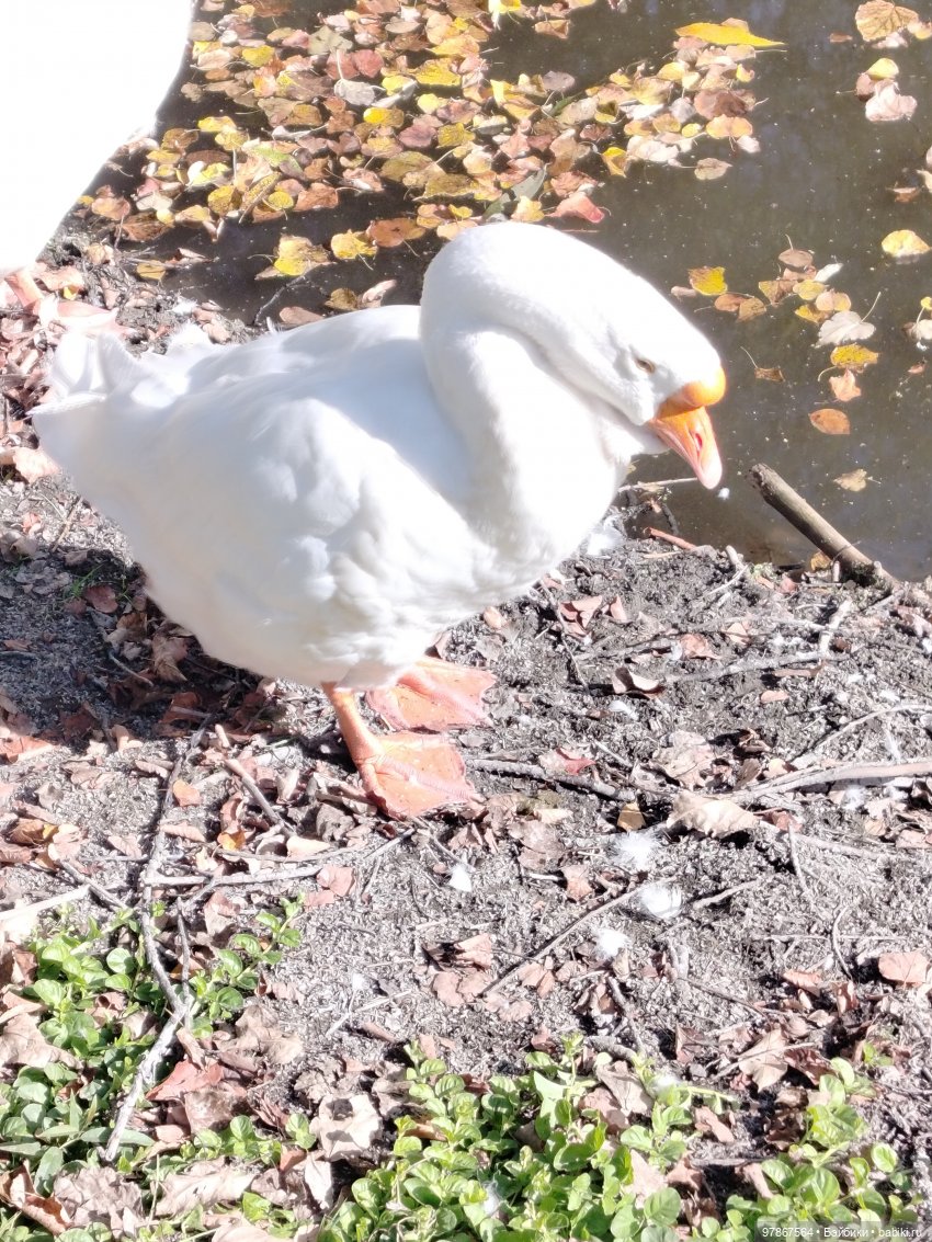 День тыквы — Куклы Zwergnase (Цвергназе/Цверги): фото